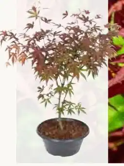 Pflanzen Kölle Japanischer Ahorn Angebot