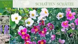 Pflanzen Kölle Kölle's Bio Schatten-Schätze Angebot