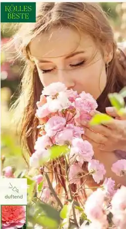 Pflanzen Kölle Kölle's Beste Duftrosenkollektion Angebot
