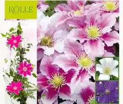 Pflanzen Kölle Kölle Waldrebe Clematis Angebot