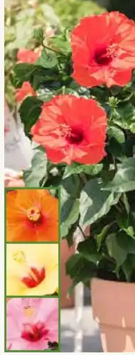 Pflanzen Kölle Hibiscus Rosa-Sinensis Angebot