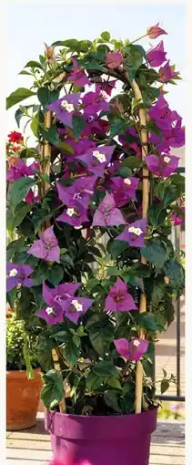 Pflanzen Kölle Bougainvillea Alexandra Angebot