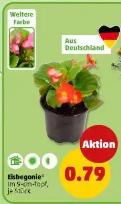 PENNY Eisbegonie Angebot