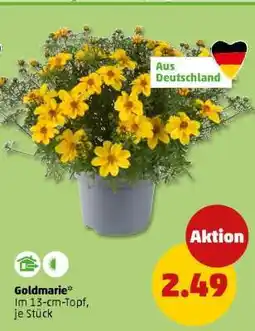 PENNY Goldmarie Angebot