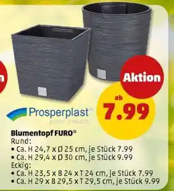 PENNY Blumentopf FURO Angebot