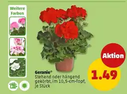 PENNY Geranie Angebot