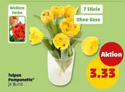 PENNY Tulpen Pomponette Angebot