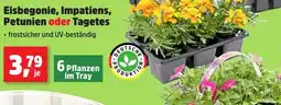 Thomas Philipps Eisbegonie, Impatiens, Petunien oder Tagetes Angebot