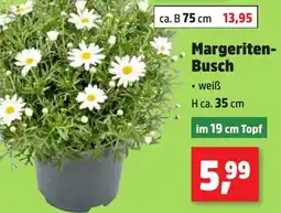 Thomas Philipps Margeriten Busch Angebot