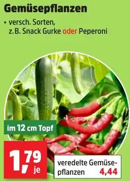 Thomas Philipps Gemüsepflanzen Angebot