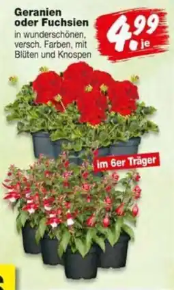 Repo Markt Geranien oder Fuchsien Angebot