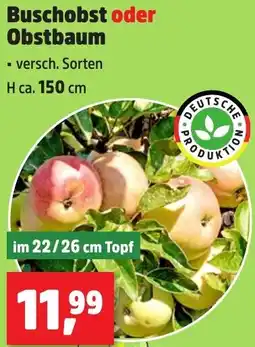 Thomas Philipps Buschobst oder Obstbaum Angebot
