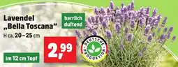 Thomas Philipps Lavendel ,,Bella Toscana" Angebot