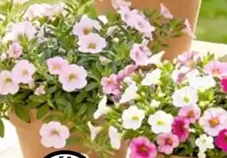 Thomas Philipps Zauberglöckchen Angebot