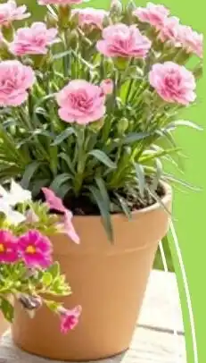 Thomas Philipps Nelke Dianthus ,,Oscar" Angebot