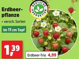 Thomas Philipps Erdbeerpflanze Angebot