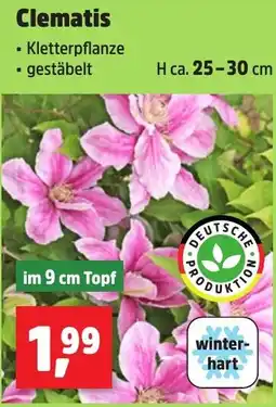 Thomas Philipps Clematis Angebot