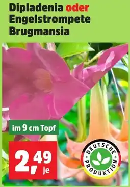 Thomas Philipps Dipladenia oder Engelstrompete Brugmansia Angebot
