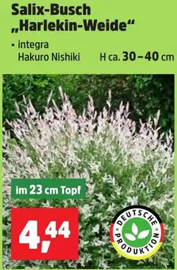 Thomas Philipps Salix-Busch ,,Harlekin-Weide" Angebot