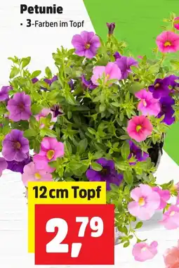 Thomas Philipps Petunie Angebot