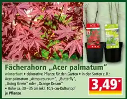 Norma Fächerahorn „Acer palmatum“ Angebot