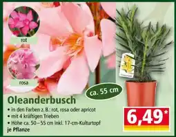 Norma Oleanderbusch Angebot