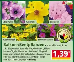 Norma Balkon-/Beetpflanzen Angebot