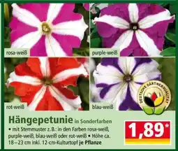 Norma Hängepetunie Angebot