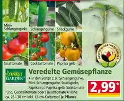 Norma Veredelte Gemüsepflanze Angebot