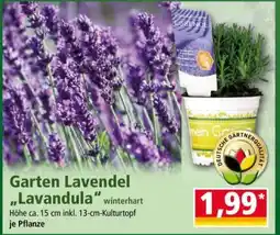Norma Garten-Lavendel „Lavandula“ Angebot