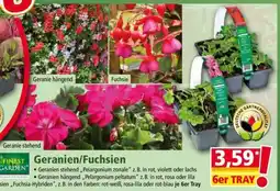 Norma Geranien/Fuchsien Angebot