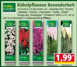 Norma Kübelpflanzen Besonderheit Angebot