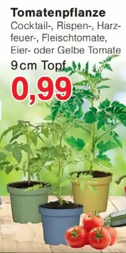 Wiglo Wunderland Tomatenpflanze Angebot