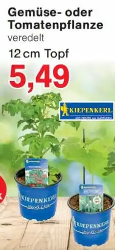 Wiglo Wunderland Gemüse- oder Tomatenpflanze Angebot