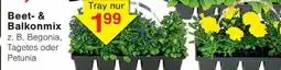 Wiglo Wunderland Beet- & Balkonmix Angebot