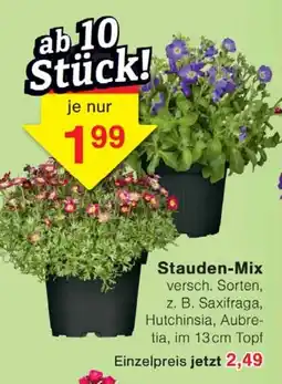 Wiglo Wunderland Stauden-Mix Angebot