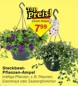 Wiglo Wunderland Steckbeet- Pflanzen-Ampel Angebot