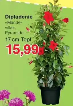Wiglo Wunderland Dipladenie Angebot