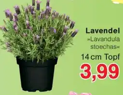 Wiglo Wunderland Lavendel Angebot