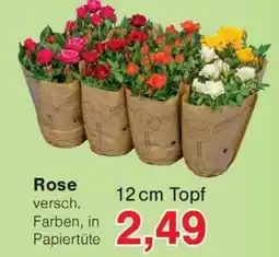Wiglo Wunderland Rose Angebot