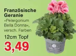 Wiglo Wunderland Französische Geranie Angebot