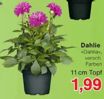 Wiglo Wunderland Dahlie Angebot