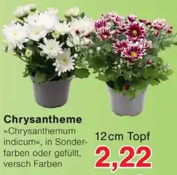 Wiglo Wunderland Chrysantheme Angebot