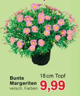Wiglo Wunderland Bunte Margeriten Angebot