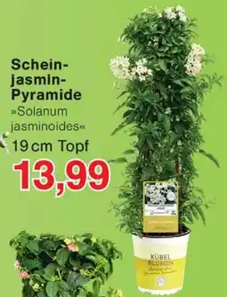 Wiglo Wunderland Scheinjasmin- Pyramide Angebot