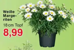 Wiglo Wunderland Weiße Margeriten Angebot