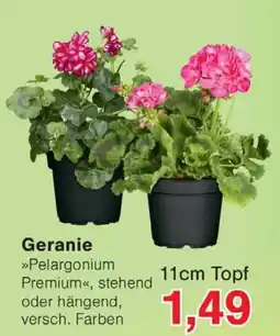 Wiglo Wunderland Geranie Angebot