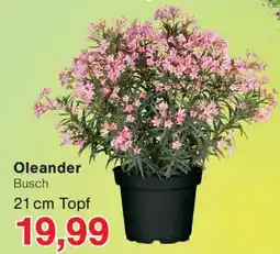 Wiglo Wunderland Oleander Busch Angebot