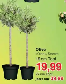 Wiglo Wunderland Olive Angebot