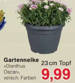 Wiglo Wunderland Gartennelke Angebot